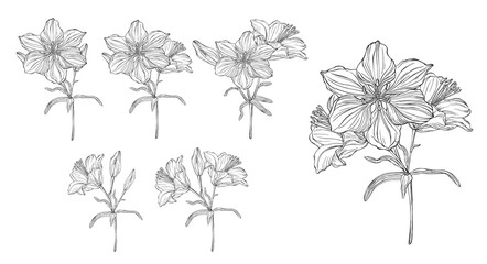vector graphics of a floral composition with flowers lilies