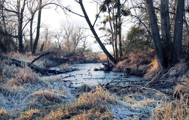 oszroniona trawa nad bajorem