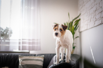 Indoor portriatParson Russell Terrier of a Cute 