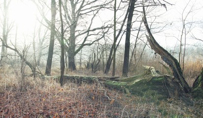 poranek z mgłą © mateusz