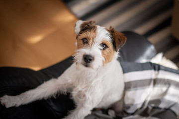 Indoor portriatParson Russell Terrier of a Cute 