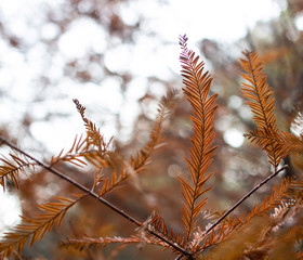 Latin name metasequoia glyptostroboides close-up of the leaves of the tree.