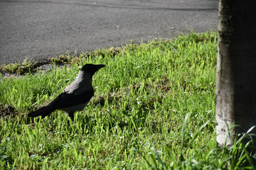 One raven stands in the grass next to a tree