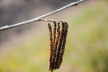 The first young spring earrings on the tree. Spring awakening and blossoming of nature