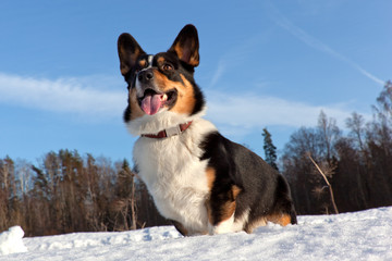 Welsh Corgi Cardigan on a sunny snowy field in nature in winter