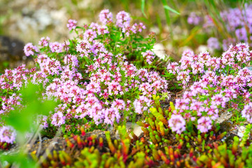 Alternative Medicine.Thyme and medical ampoules. Essential oils