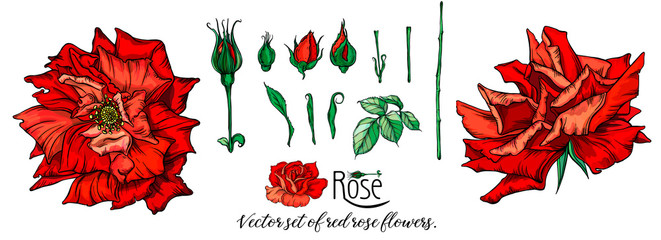 Vector set of red rose flowers.