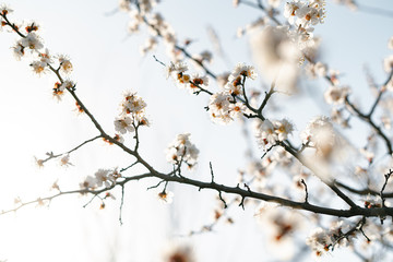 many beautiful, delicate, white flowers of a blooming apricot on a branch, in early spring against a blue sky on a Sunny day