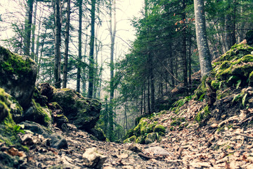 Sentier forestier au cœur des gorges du Chauderon, entre Les Avants et Montreux (Suisse)