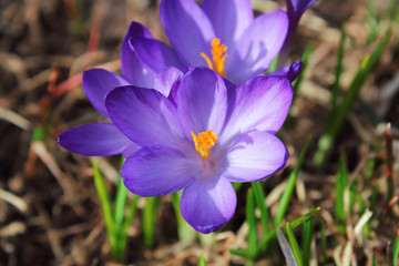 Beautiful crocuses flowers. Flowering of the first snowdrops. Top view. Close-up. Background. Landscape.