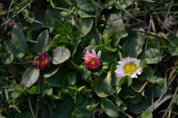 Three white-red spring daisy flowers on the grass