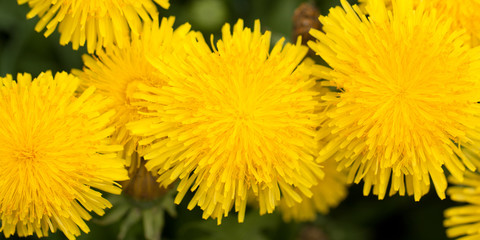 bright fluffy dandelion flowers, macro