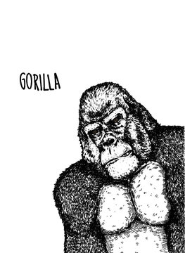 Gorilla hand draw on white background 