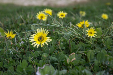 close-up of yellow daisies