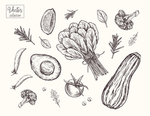 Collection of vegetables. Eco healthy food. Vector Hand Drawn Botanical Illustration. A bunch of greens, zucchini, avocado, peas, lemon slice, tomato, rosemary, tomato.