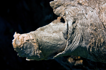 fantasy from the bark of a tree