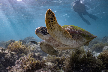 Obraz premium A green sea turtle swims along the coral reef while a tourist closely watching from behind.