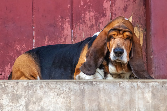 Fat Dog