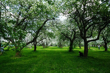 Fototapeta na wymiar flowering apple trees in the spring in the apple orchard