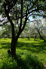 flowering apple trees in the spring in the apple orchard