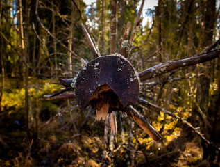 old sawed down tree trunk