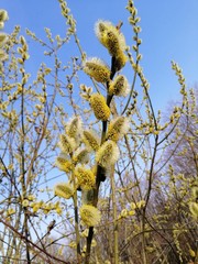 willow branches against blue sky