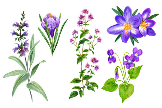 Set of wild field purple and violet flowers and herbs