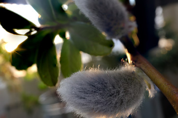 macro of willows in the sun © Mikko