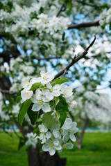 blooming apple orchard in spring