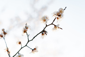 many beautiful, delicate, white flowers of a blooming apricot on a branch, in early spring against a blue sky on a Sunny day