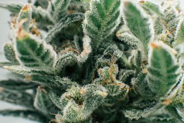 Pot green flower. Fresh green weed In details. Macro trichomes of cannabis. Sativa CBD THC in Pot.