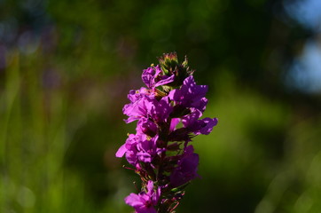 one purple field flower close-up