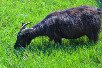 Black goat eats grass on a green meadow on a sunny day.