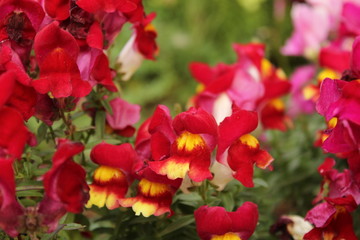 Fototapeta na wymiar Beautiful garden of colorful dandelion flowers - Antirrhinum majus
