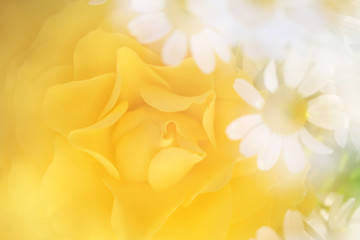 Fototapeta na wymiar 黄色いバラのアレンジメント