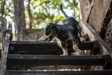 happy dog ​​coming down the stairs