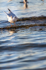 Seagull is standing in lake Geneva in Switzerland at sunrise. One  bird in nature with blue background and waves.