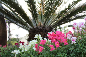 Fototapeta na wymiar Beautiful garden of colorful dandelion flowers - Antirrhinum majus