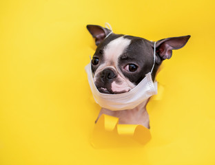 The head of a Boston Terrier dog in a medical mask peeks out of a torn yellow paper. Concept of coronavirus and pandemic.