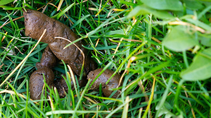 Animal poop in green grass.