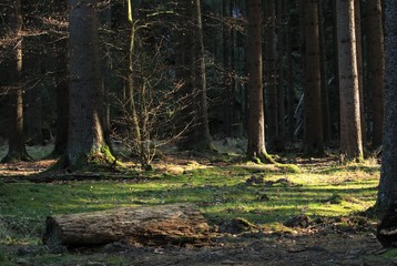 Fototapeta premium forest in autumn