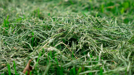 Mowed dry green grass close up.