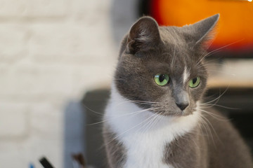 grey cat sitting on the sofa close up1