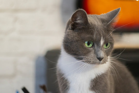 grey cat sitting on the sofa close up1
