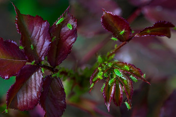 Burgundy rose leaves in spring. Green aphid on the stems and leaves of a rose. Parasites on the...