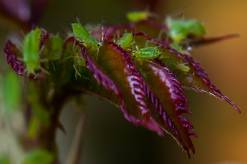 Burgundy rose leaves in spring. Green aphid on the stems and leaves of a rose. Parasites on the...