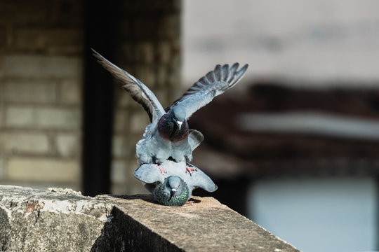 Pair of Rock Dove mating