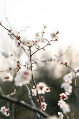 many beautiful, delicate, white flowers of a blooming apricot on a branch, in early spring against a blue sky on a Sunny day