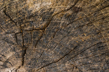 The texture of a very old wood. Growth rings of a tree. Grunge texture. Abstract wooden background. Rough texture. Deep cracks.