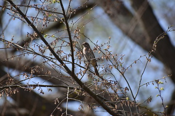 bird on a branch
